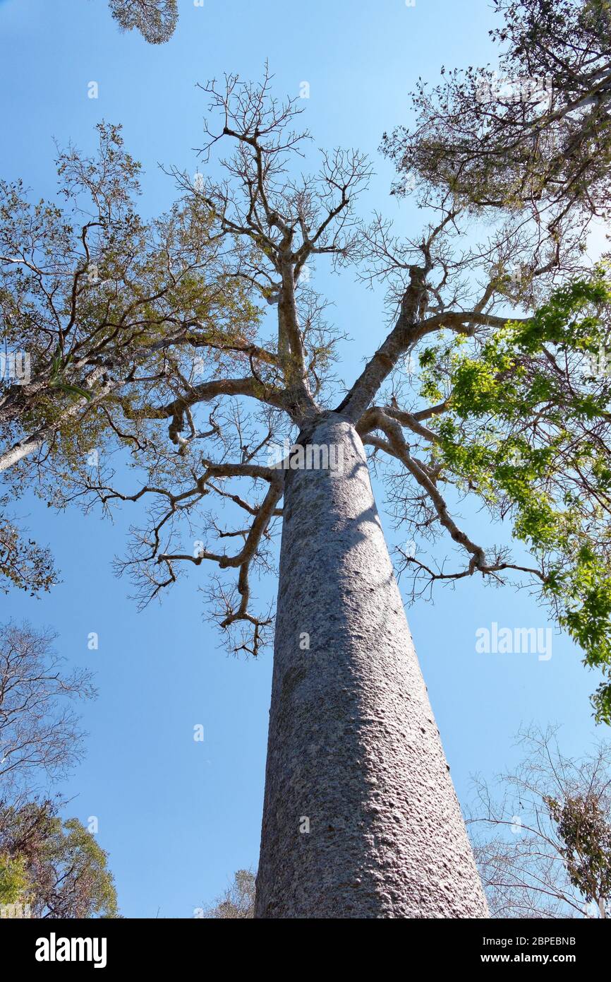 Adansonia grandidieri hi-res stock photography and images - Alamy