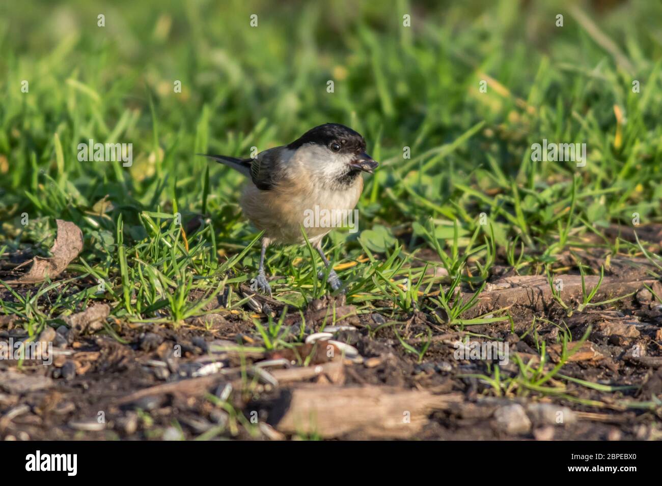 Eine Sumpfmeise auf Nahrungssuche am Boden Stock Photo