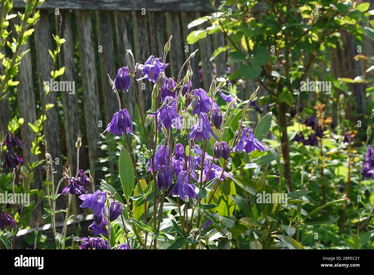 Purple european columbine, Aquilegia vulgaris in the morning light in front of a wooden fence, close up, macro, Stock Photo