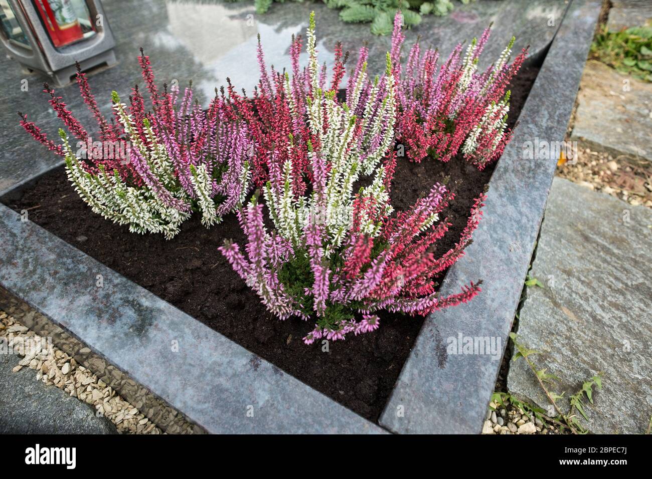 Erika mit Blüten als Pflanze auf einem Grab Stock Photo - Alamy