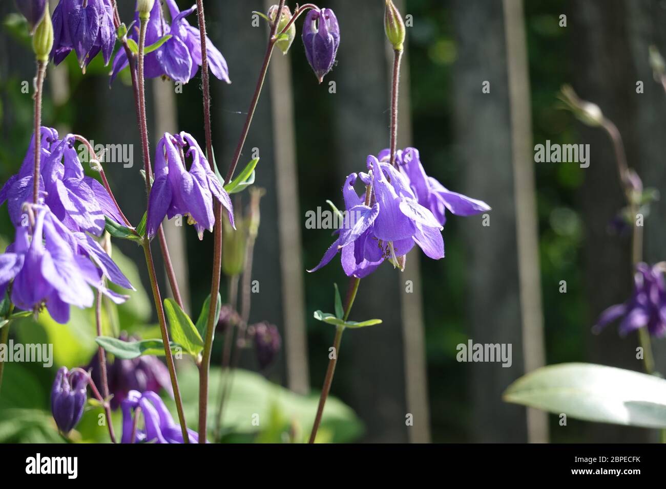Purple european columbine, Aquilegia vulgaris in the morning light in front of a wooden fence, close up, macro, Stock Photo