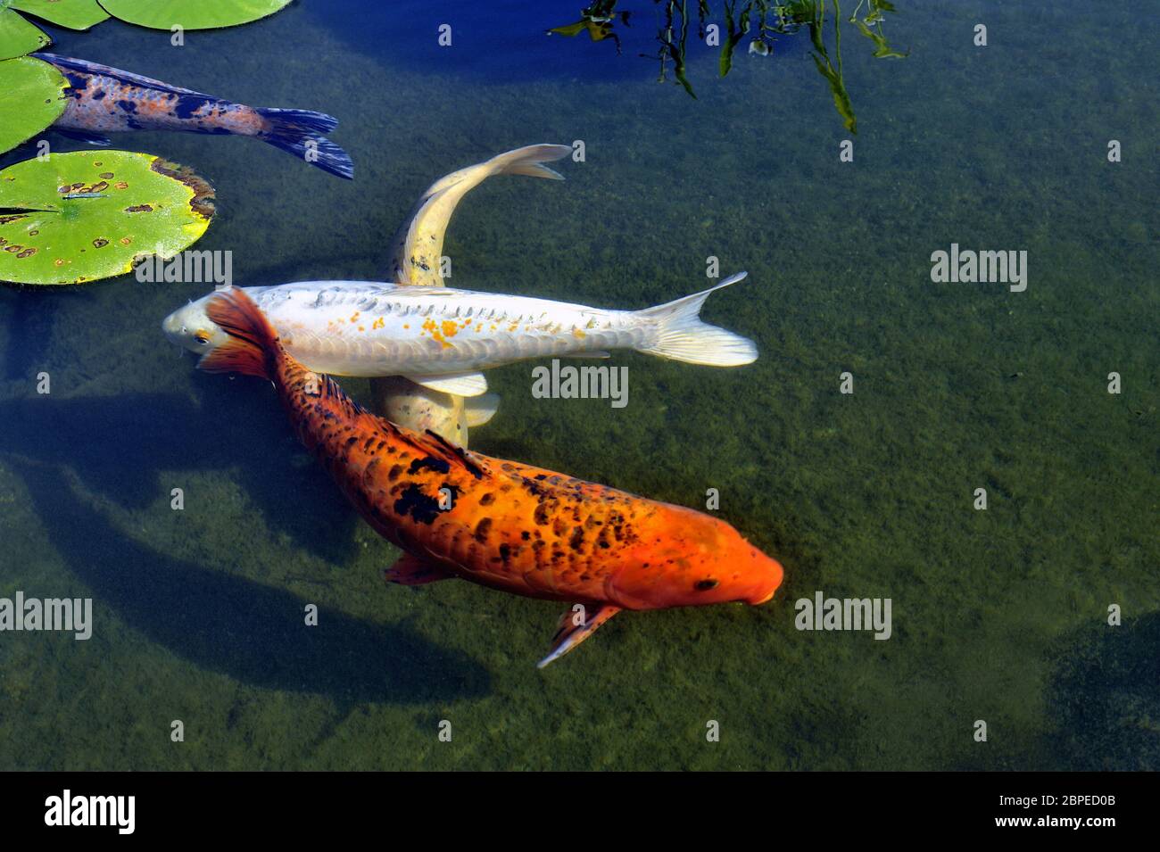 Decorative Basin Anduze bamboo garden in the Asian style showing many