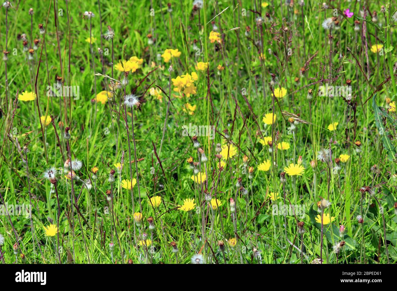 meadow flowers of Galium verum, Sonchus arvensis and dandelions in the green grass Stock Photo