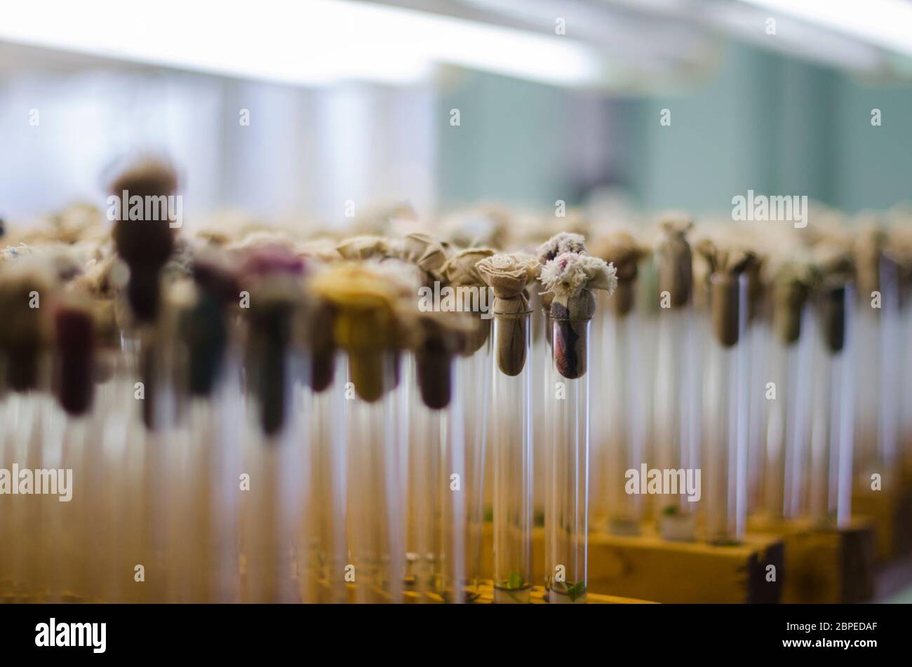 Laboratory with test tubes. Breeding and genetics. Scientific discovery Stock Photo