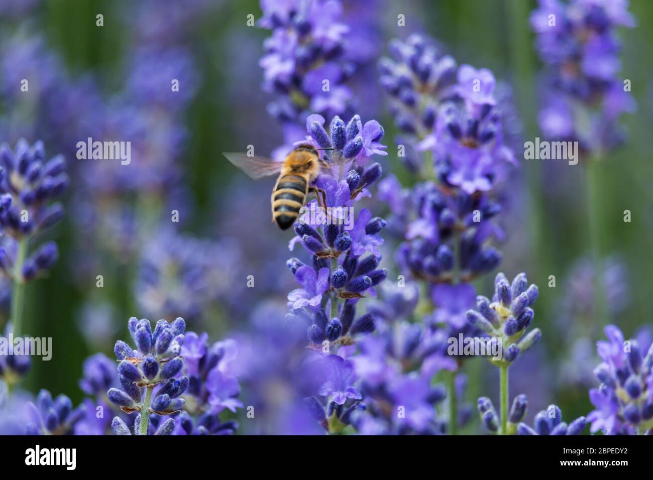 Lavendel mit Biene, Nahaufnahme der duftenden blauen Pflanze mit Insekt Stock Photo