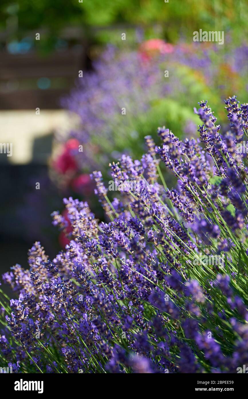 Duftender Lavendel im Sommergarten Stock Photo
