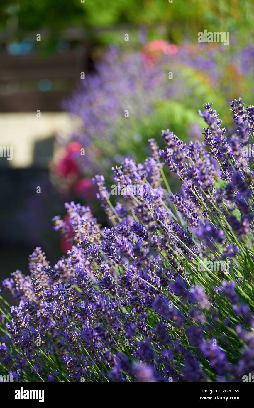 Duftender garten hires stock photography and images Alamy