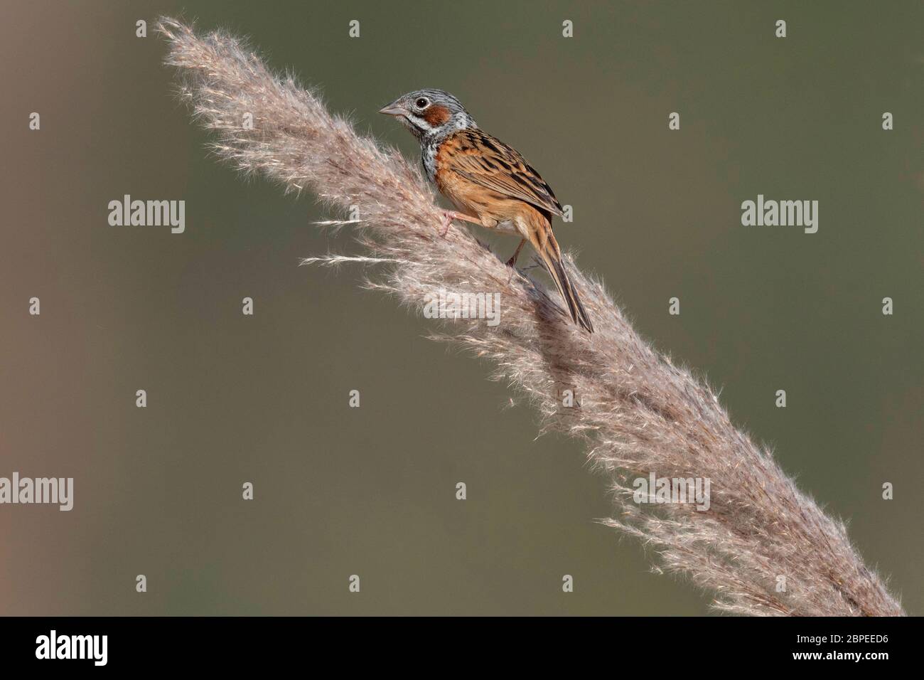 Chestnuteared bunting Male, Emberiza fucata, Walong, Arunachal Pradesh
