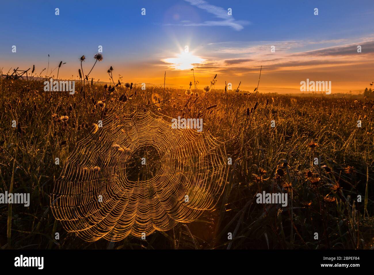 Spinnennetz im Morgenlicht Stock Photo
