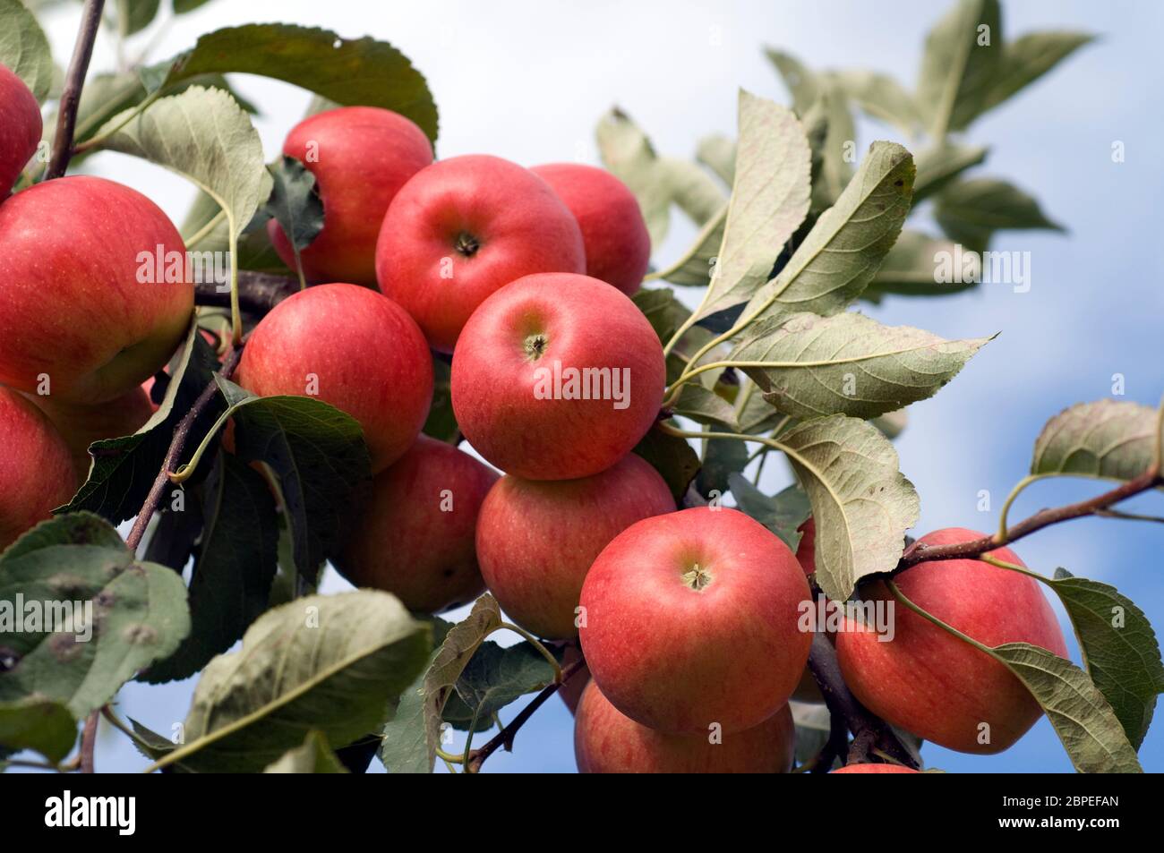 Elstar, Apfel, Malus, domestica, Stock Photo