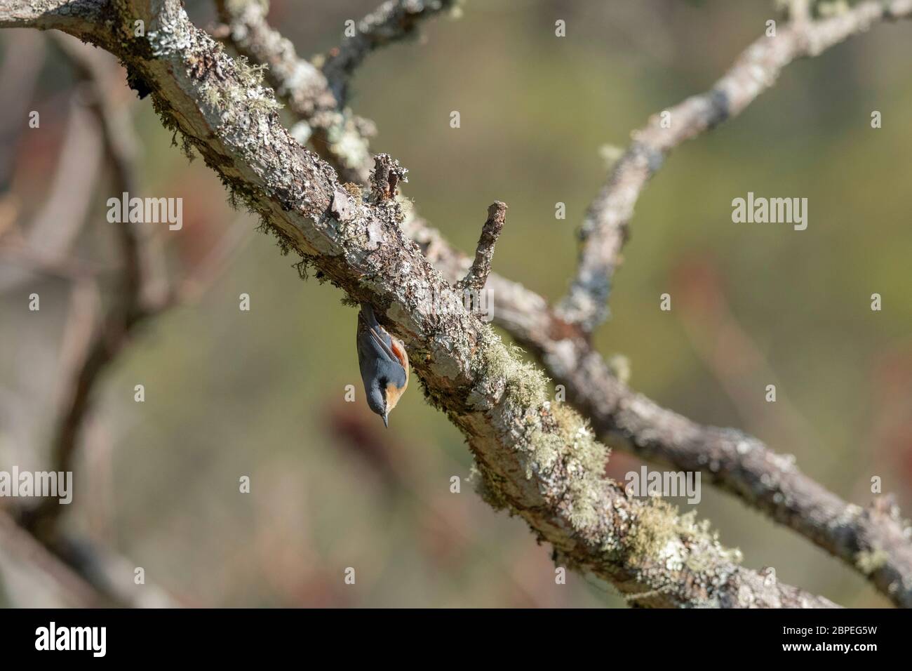 Chestnut-vented nuthatch, Sitta nagaensis, Walong, Arunachal Pradesh, India Stock Photo