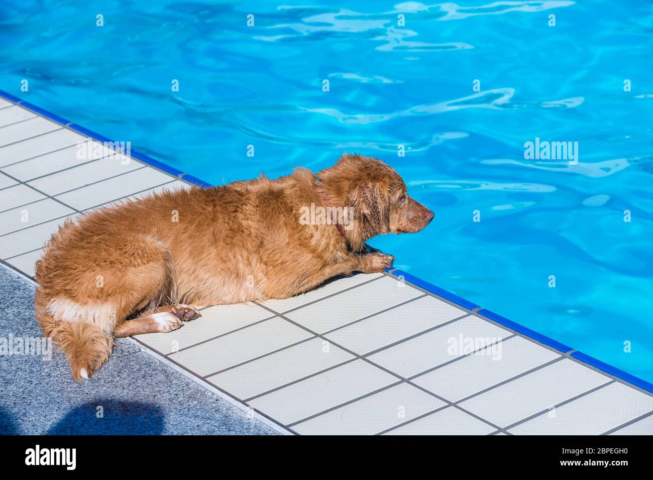 Hund liegt entspannt am Beckenrand im Freibad Stock Photo