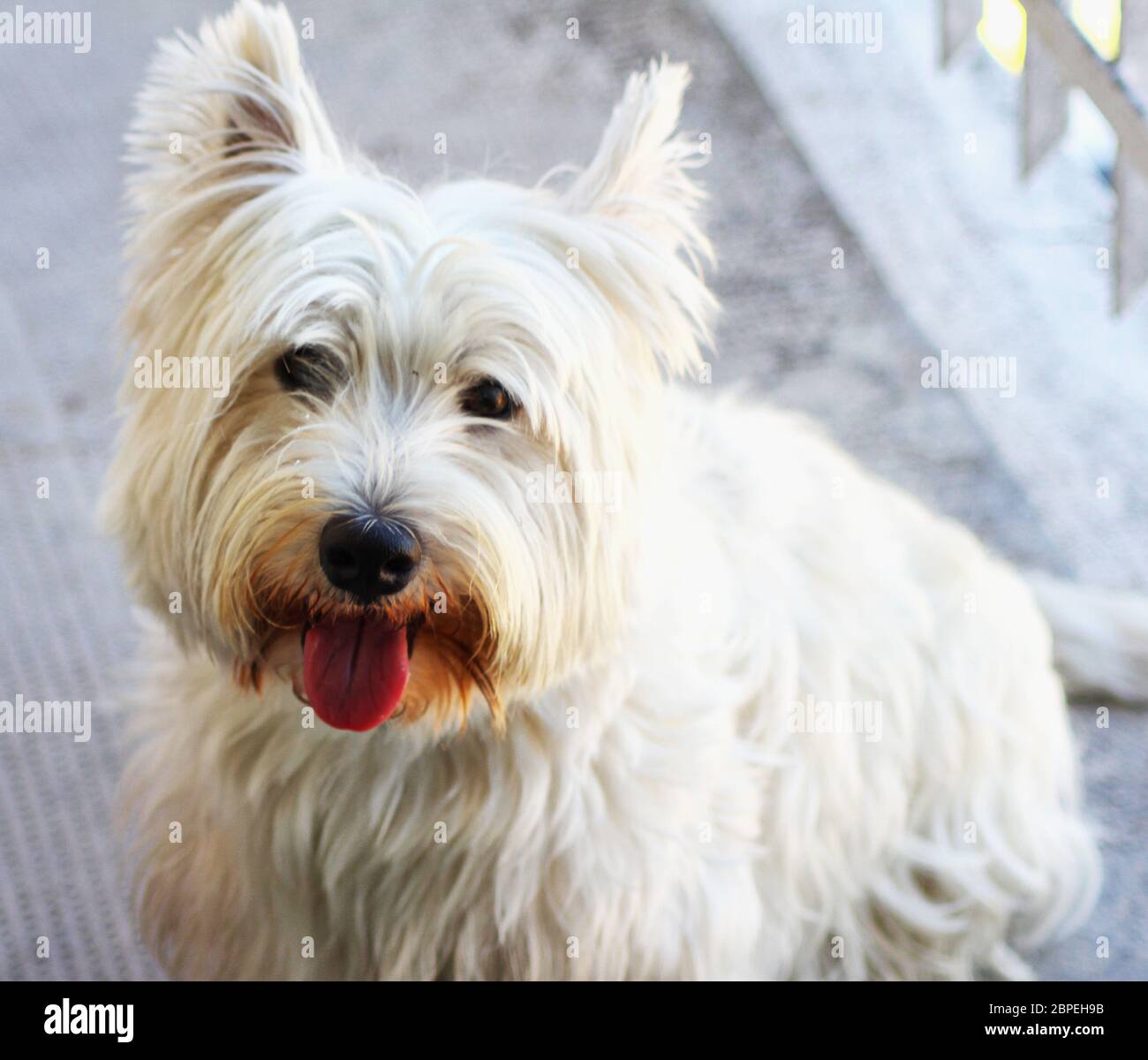 West Highlands terrier sitting, portrait, horizontal image Stock Photo