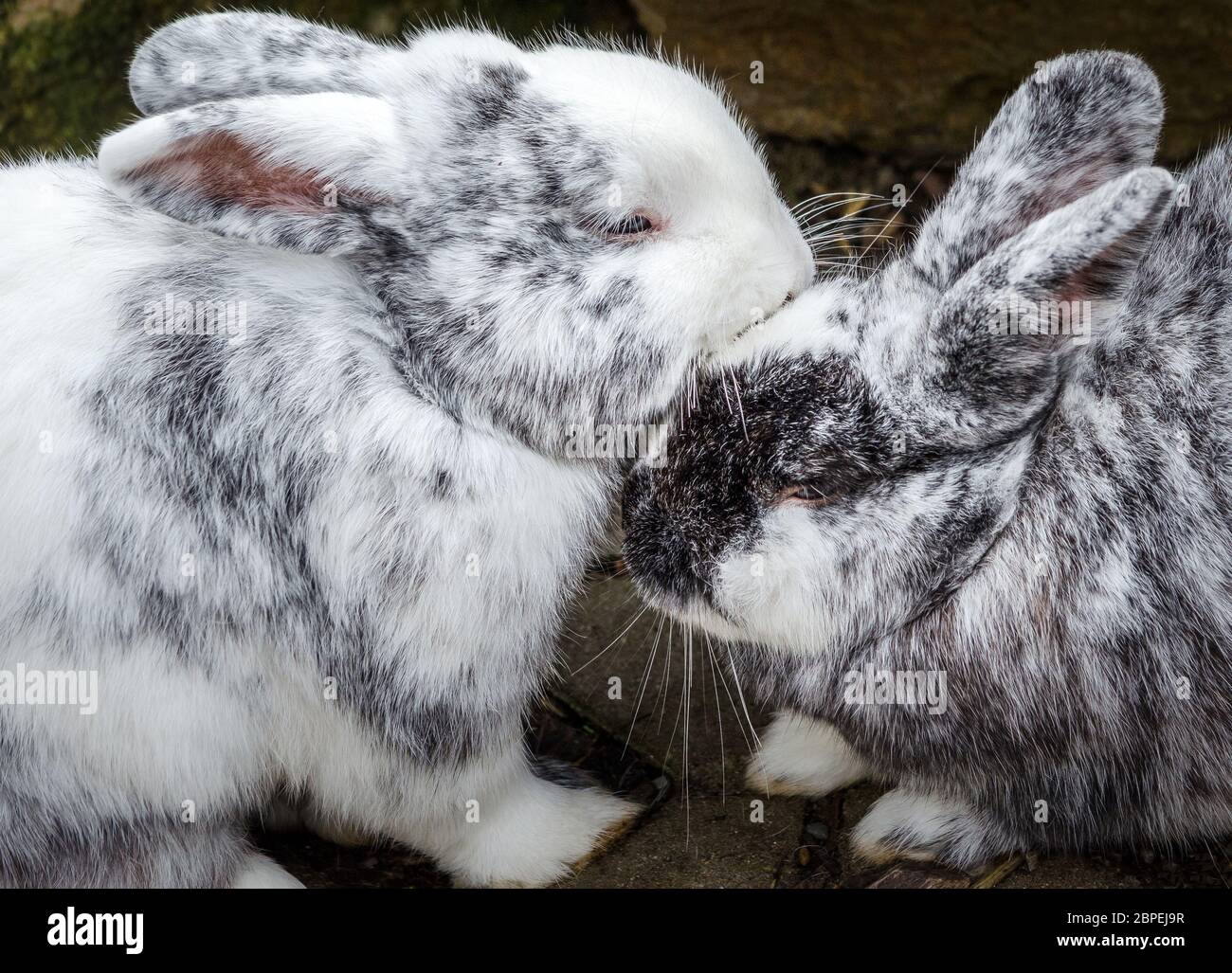 Rabbits in love Stock Photo Alamy