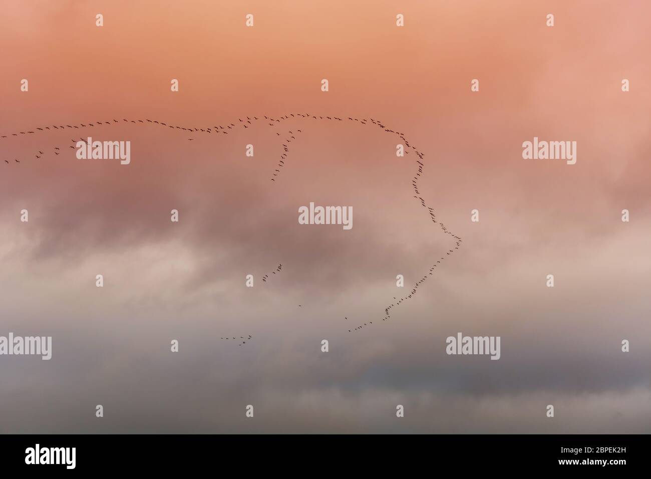 Fliegende Vögel Silhouetten dramatischer Wolkenformation. Stock Photo