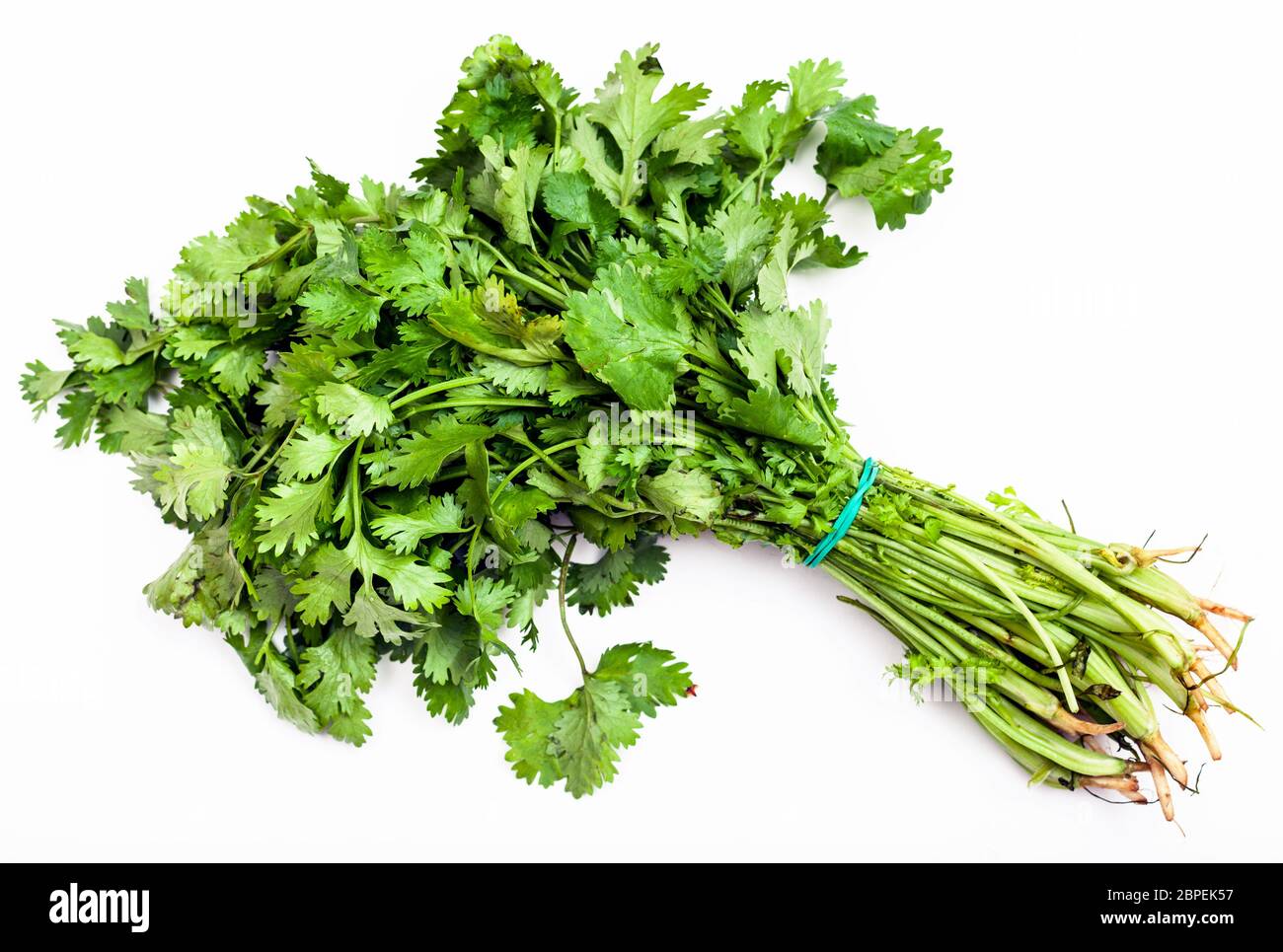bunch of fresh cut green cilantro herb on white background Stock Photo