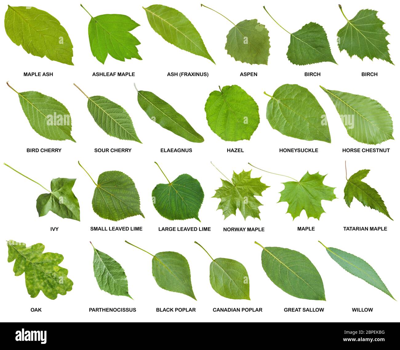 collection of green leaves of trees and shrubs with names isolated on white background Stock Photo