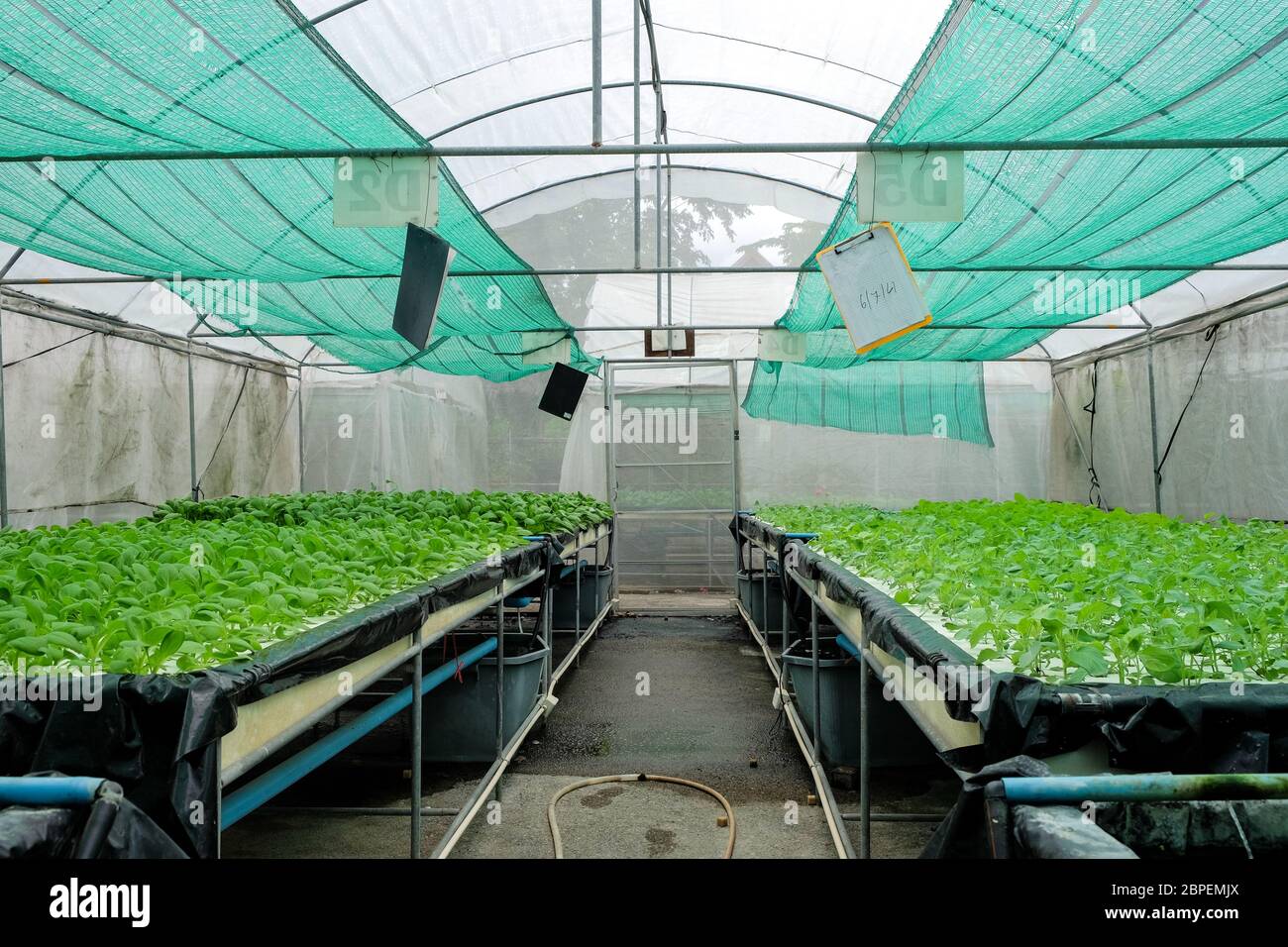 Inside hydroponics vegetable garden on greenhouse Stock Photo