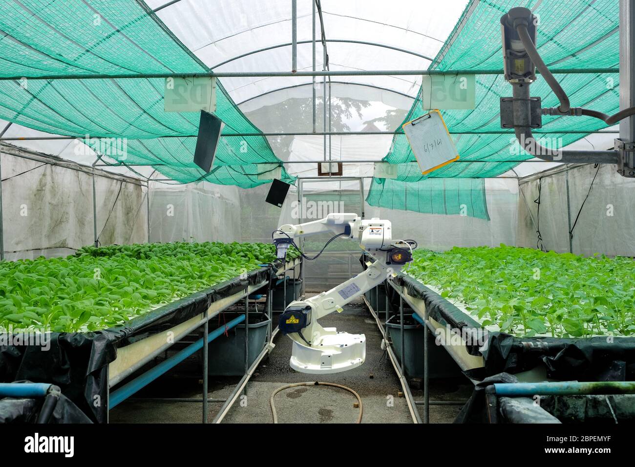 Hydroponics vegetable garden on smart greenhouse that installed industry robotic for worked and harvesting, and also installed a CCTV camera Stock Photo
