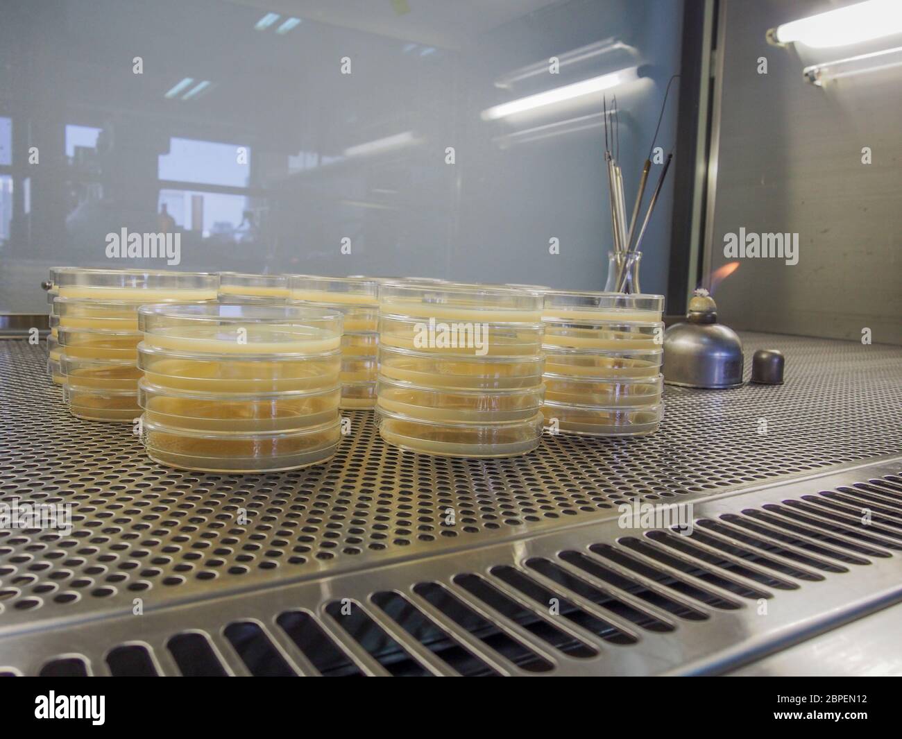 Agar plates culture in biosafety Stock Photo Alamy