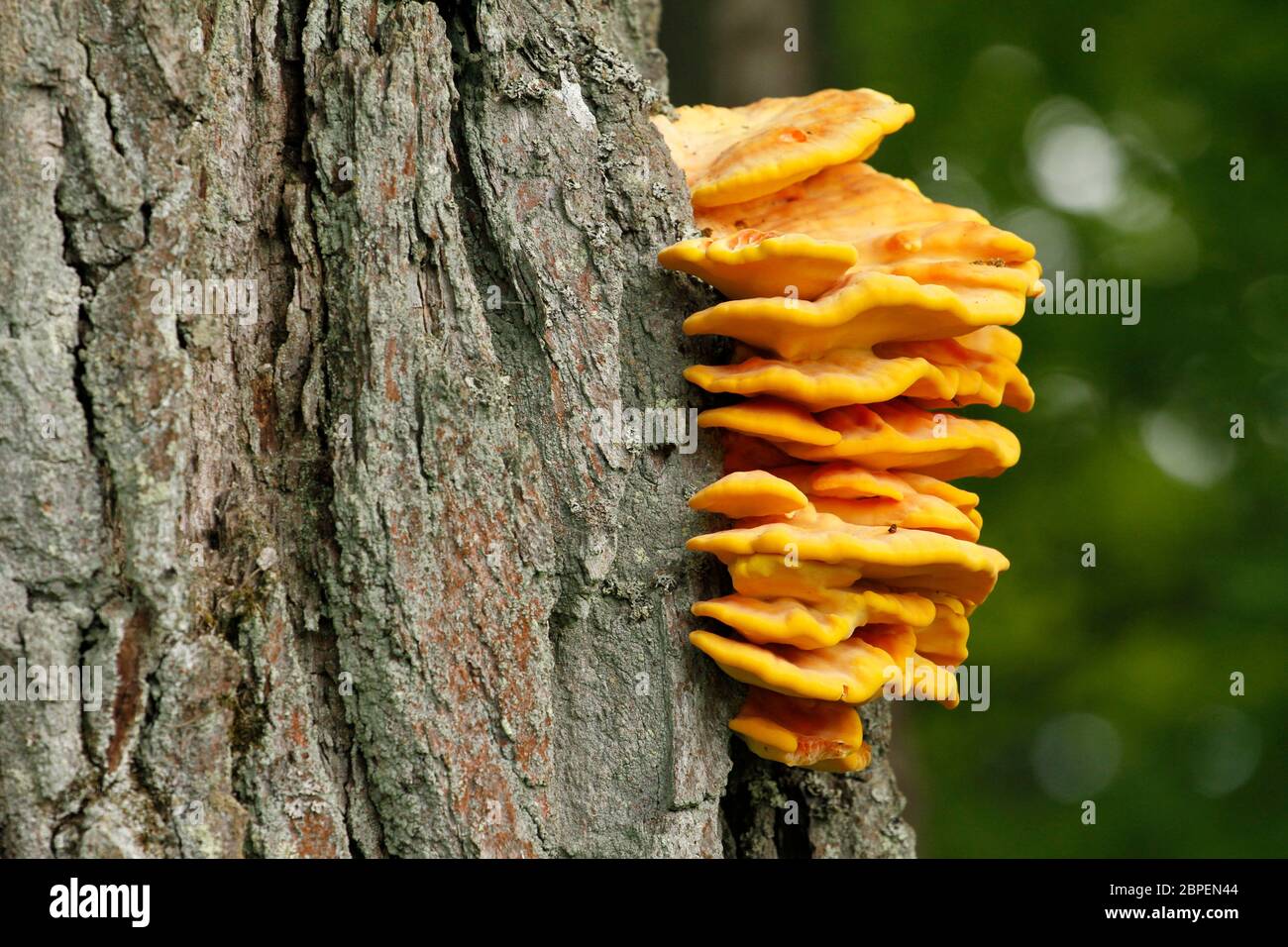 Rikkikääpä tammen rungossa.|||Laetiporus sulphureus bracket fungus on the side of oak trunk. Stock Photo