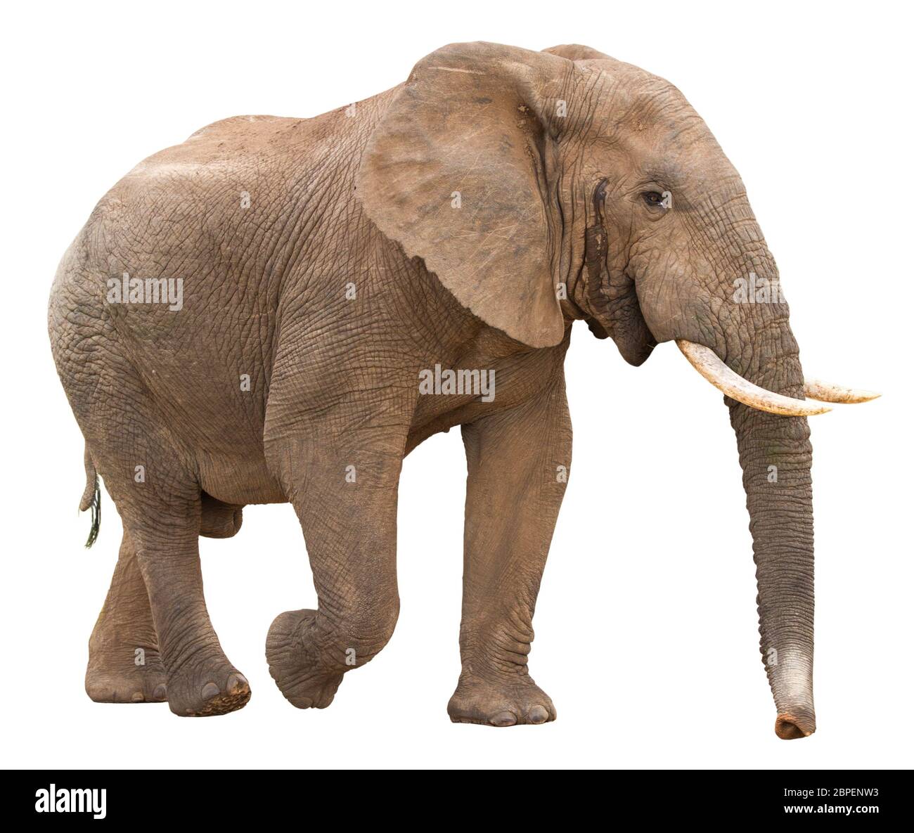 Large African Elephant isolated on white background Stock Photo - Alamy