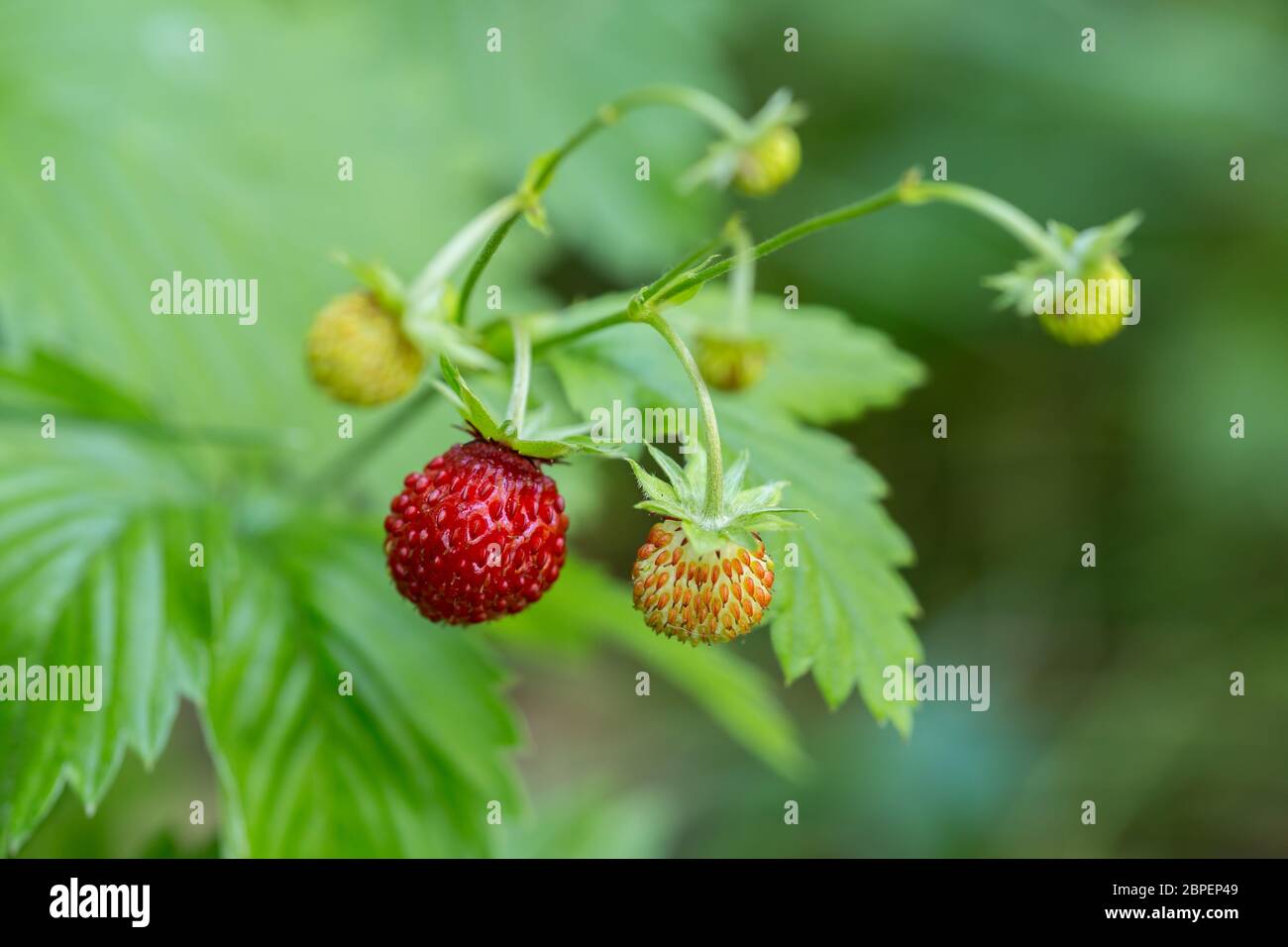 Wild forest strawberries Stock Photo - Alamy