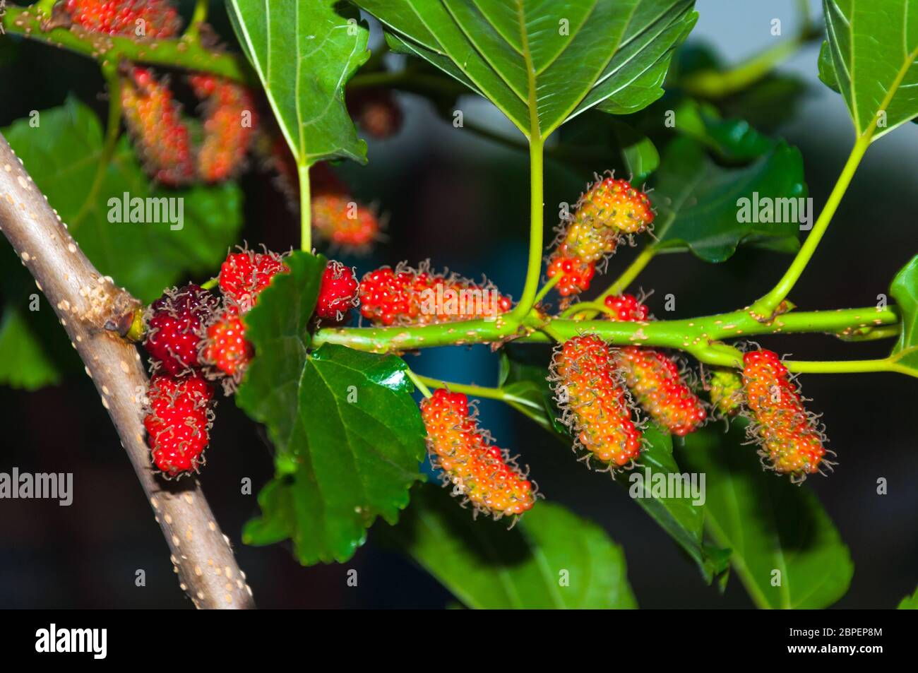 Mulberry fruits ripen to nearly black and have a good sweet flavor Stock Photo
