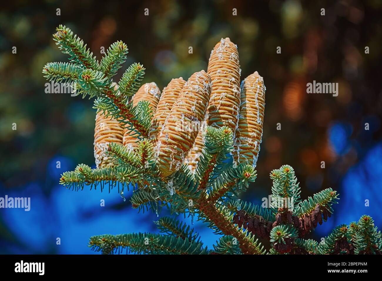 Immature Cones of Manchurian Fir Covered by Resin Stock Photo