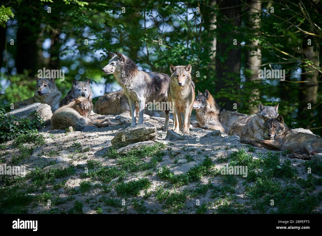 Wolfsrudel in der Sonne Stock Photo