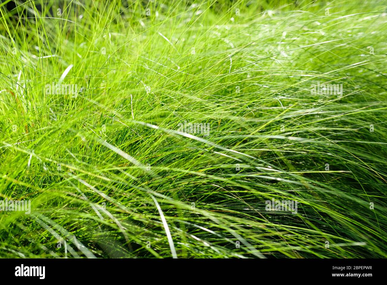 Thick growth hi-res stock photography and images - Alamy