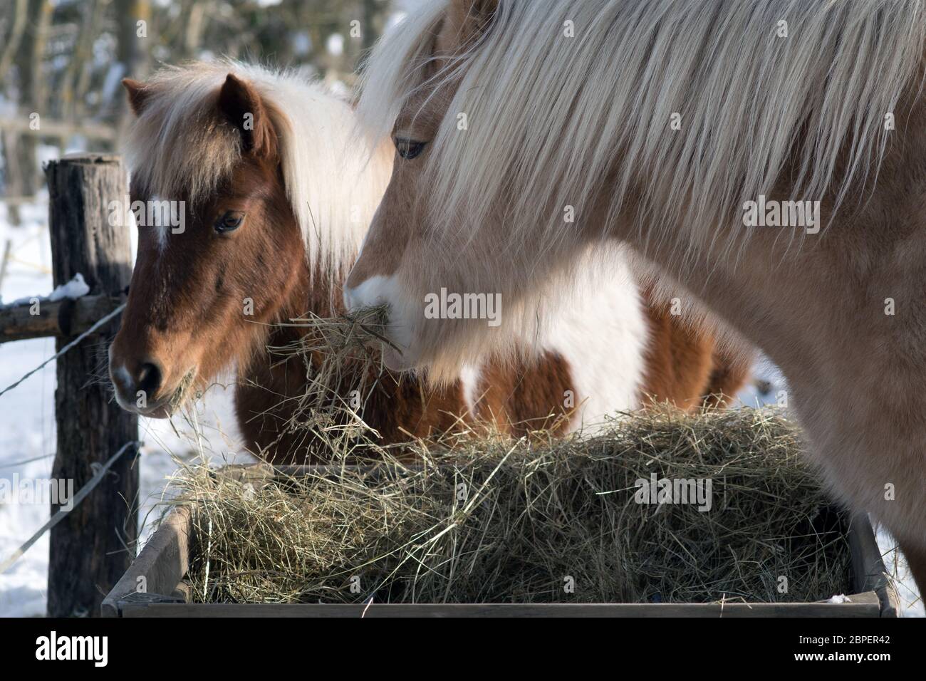 Two Horses Eating Hay From A Trough Stock Photo Alamy