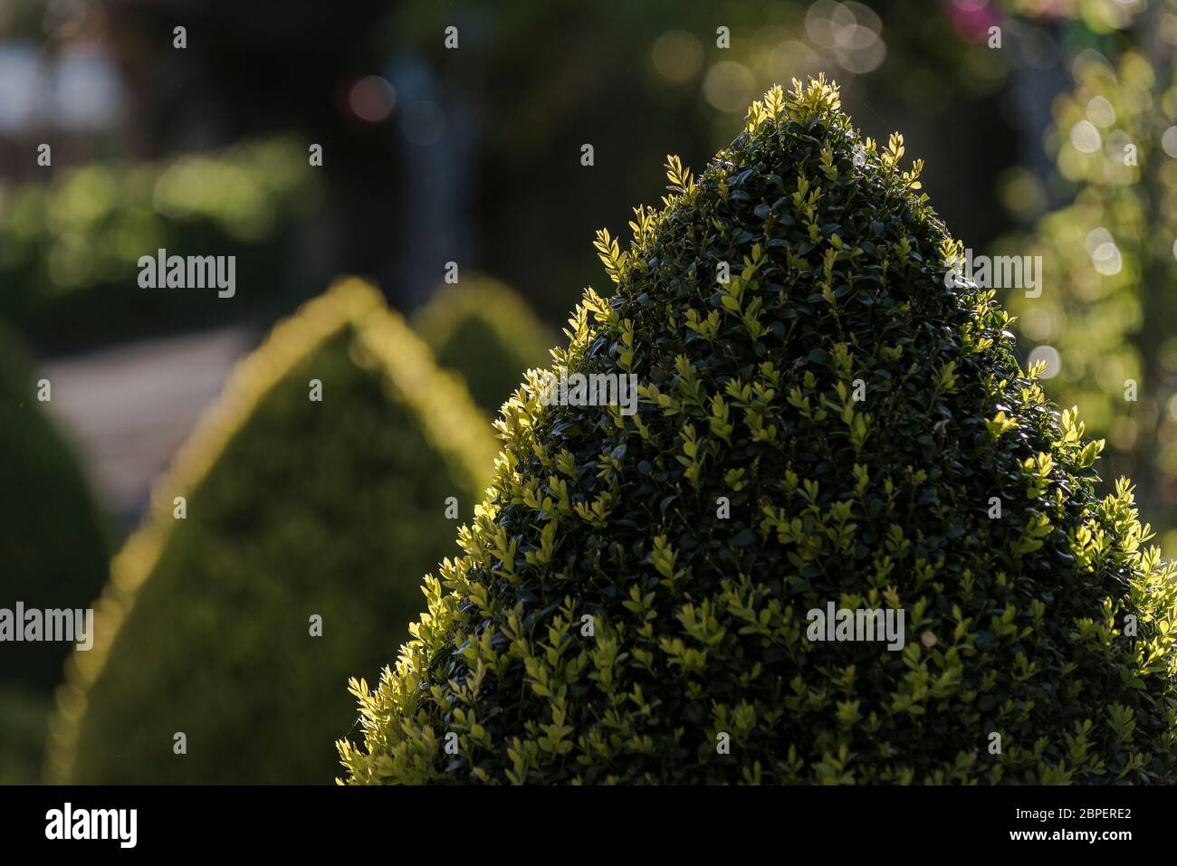 Box Buxus sempervirens clipped and shaped into ornamental cones in Trenance Gardens in Newquay in Cornwall. Stock Photo