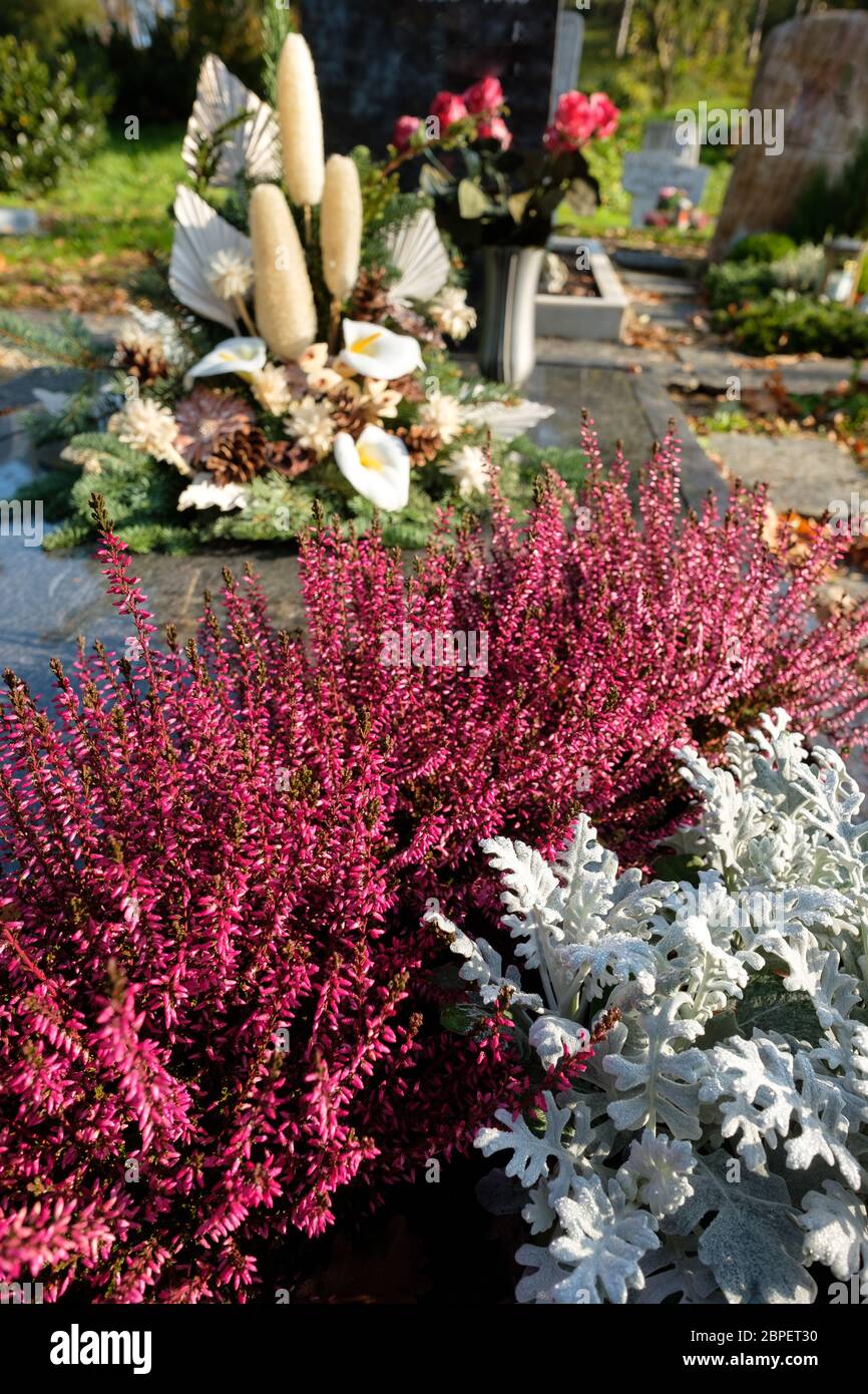 Besenheide (Calluna) als Bepflanzung im Grab mit Gesteck an Allerheiligen Stock Photo