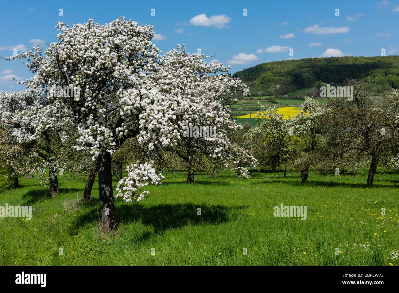 Apfelblüte in der fränkischen Schweiz Stock Photo