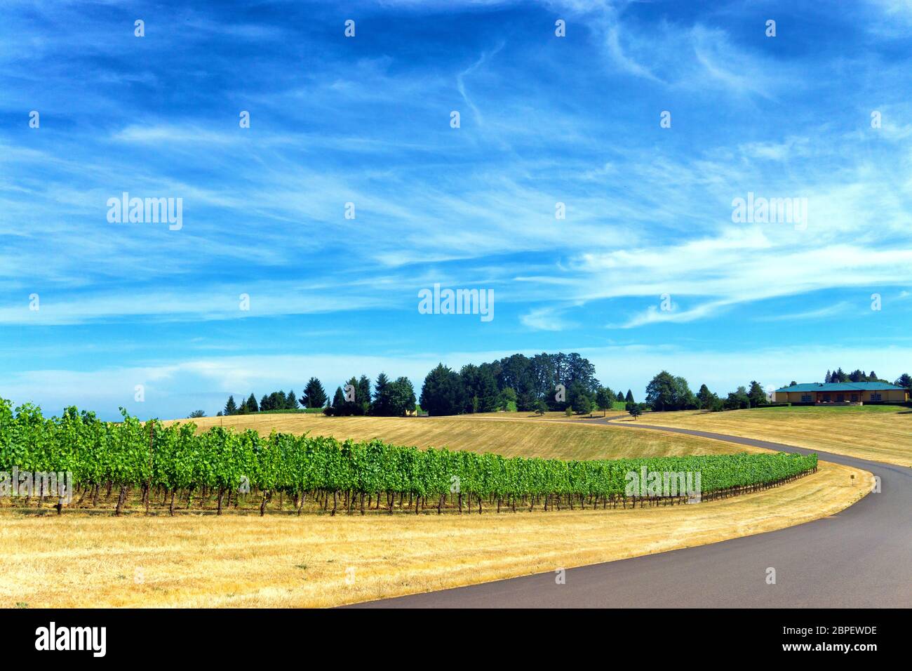 Road passing by a vineyard with a beautiful blue sky in Dundee, Oregon Stock Photo