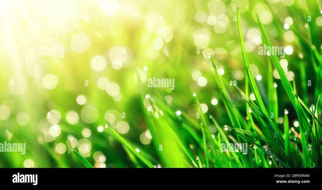 Grass closeup with dew drops in warm sunlight, with shallow focus and backlight for beautiful bokeh effect in the background Stock Photo