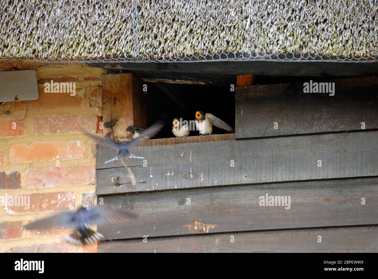 Pair of swallows bringing food to three hungry offspring waiting with open mouths in small entrance to barn Stock Photo