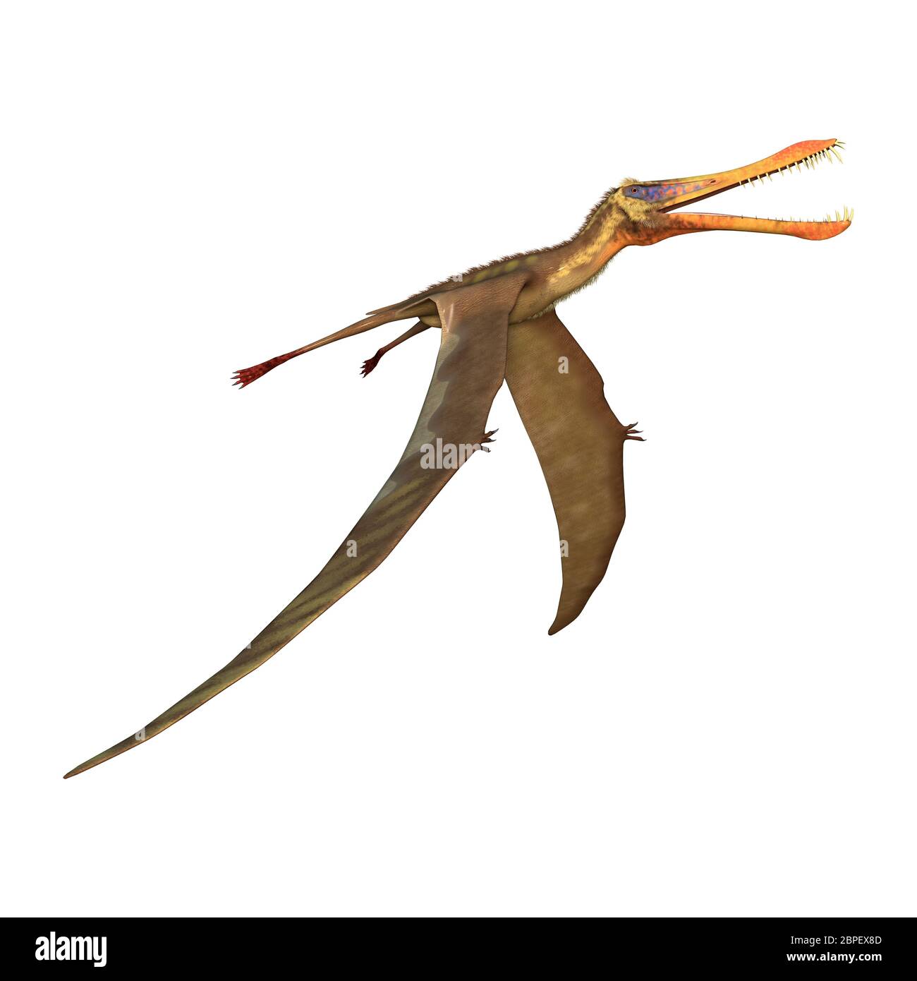 Pterodactyloidea Images – Browse 364 Stock Photos, Vectors, and Video