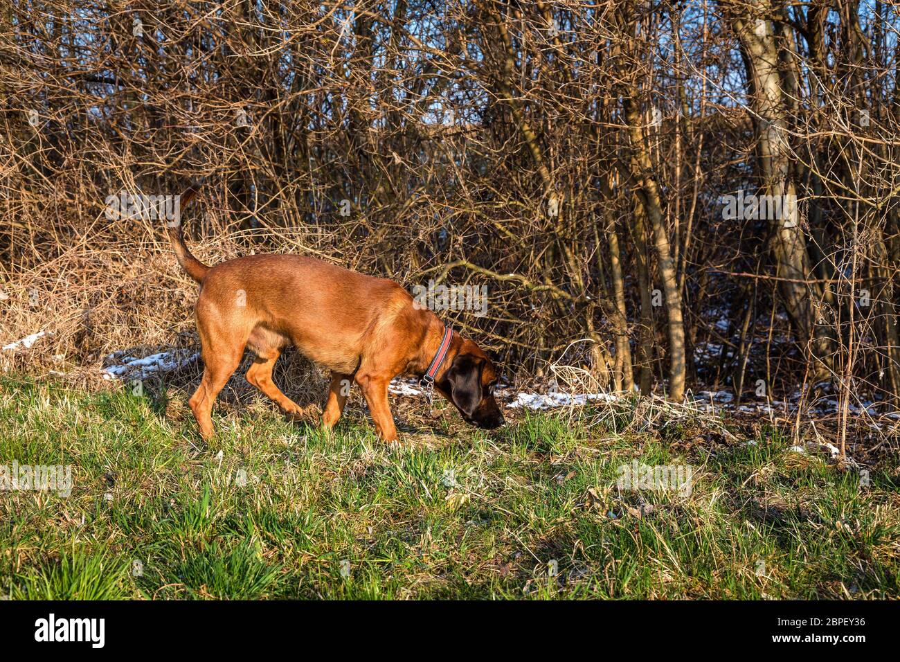Spürhund bei der Fährtensuche an einem Gehölz Stock Photo