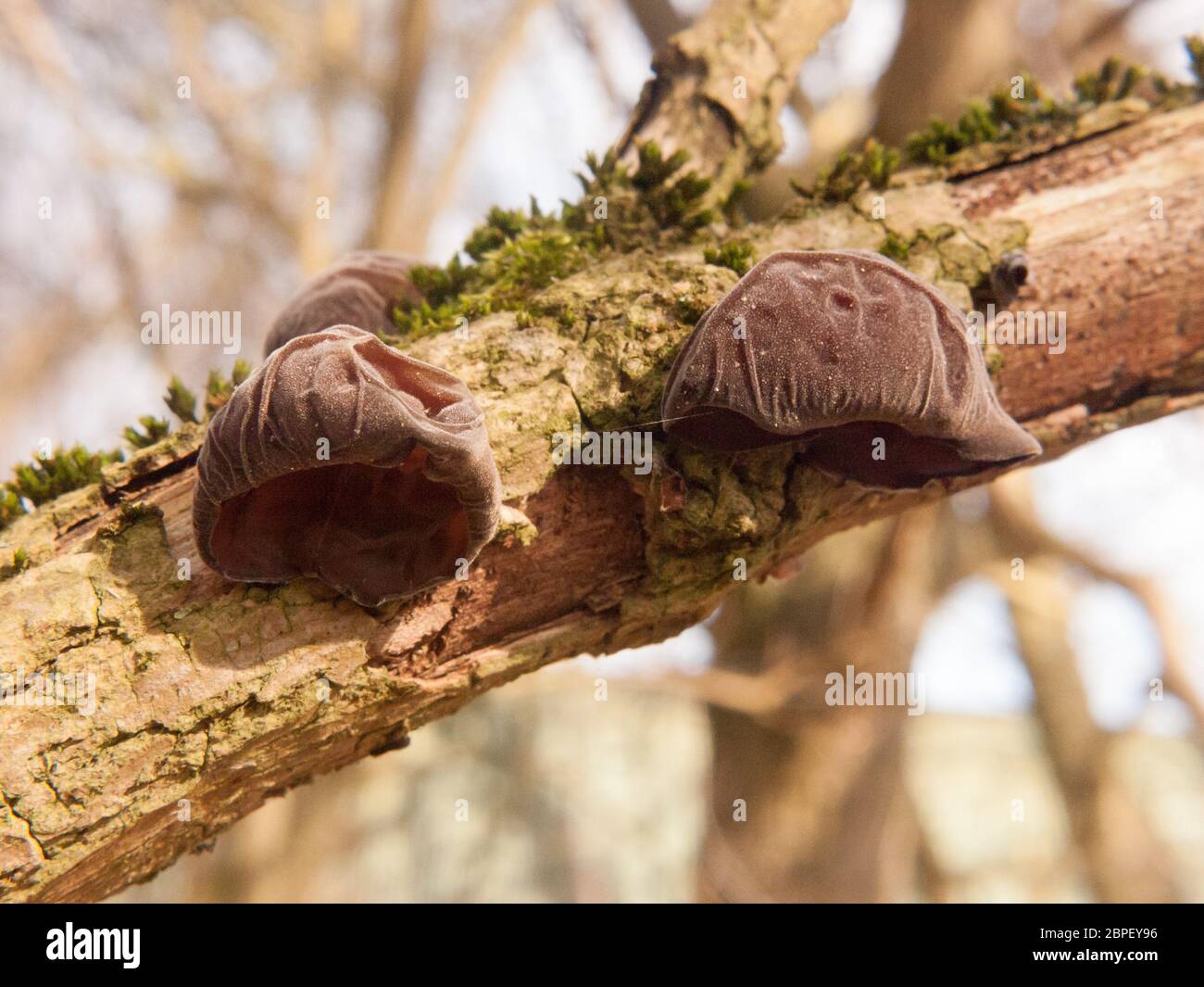 close up of growing hanging jelly jew ears tree elder - Auricularia auricula-judae (Bull.) Wettst. - Jelly Ear Fungus; essex; england; uk Stock Photo