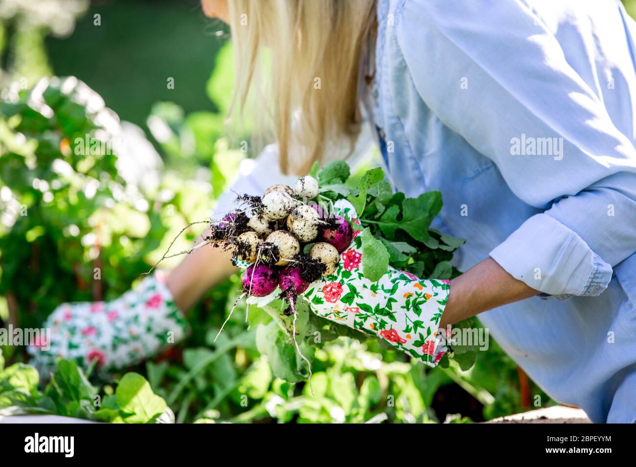 Gardening Woman is harvesting radishes from the raised bed Stock
