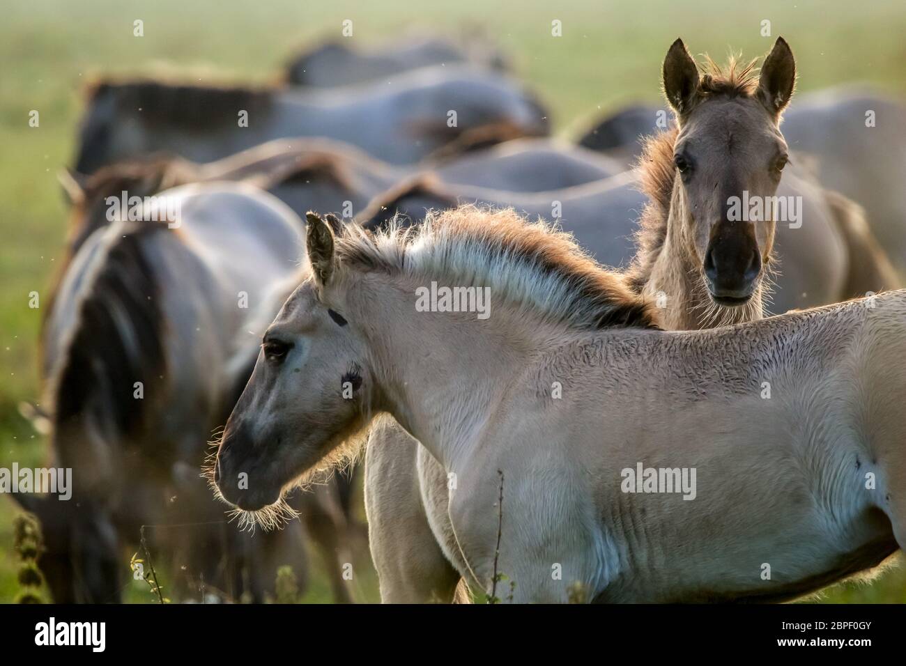 Herd of horses grazing in a meadow in the mist. Horses in a foggy meadow in autumn. Horses and foggy morning in Kemeri National Park, Latvia. Wild hor Stock Photo