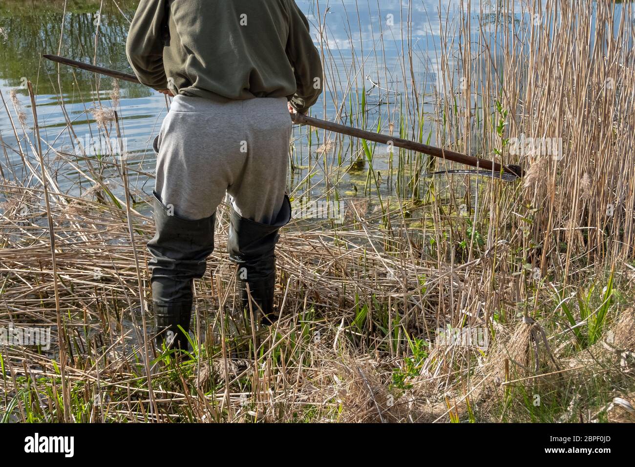 Man with rubber boots scything overground rushes by the lake shore. Man cutting bulrushes with old scythe outside on a sunny day Stock Photo