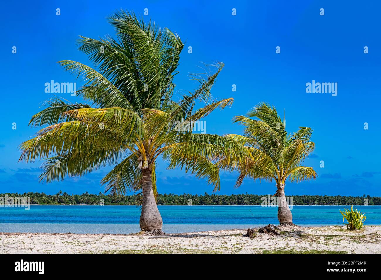 Palmen am einsamen Strand, Maupiti, Gesellschaftsinseln, Französisch Polynesien Stock Photo