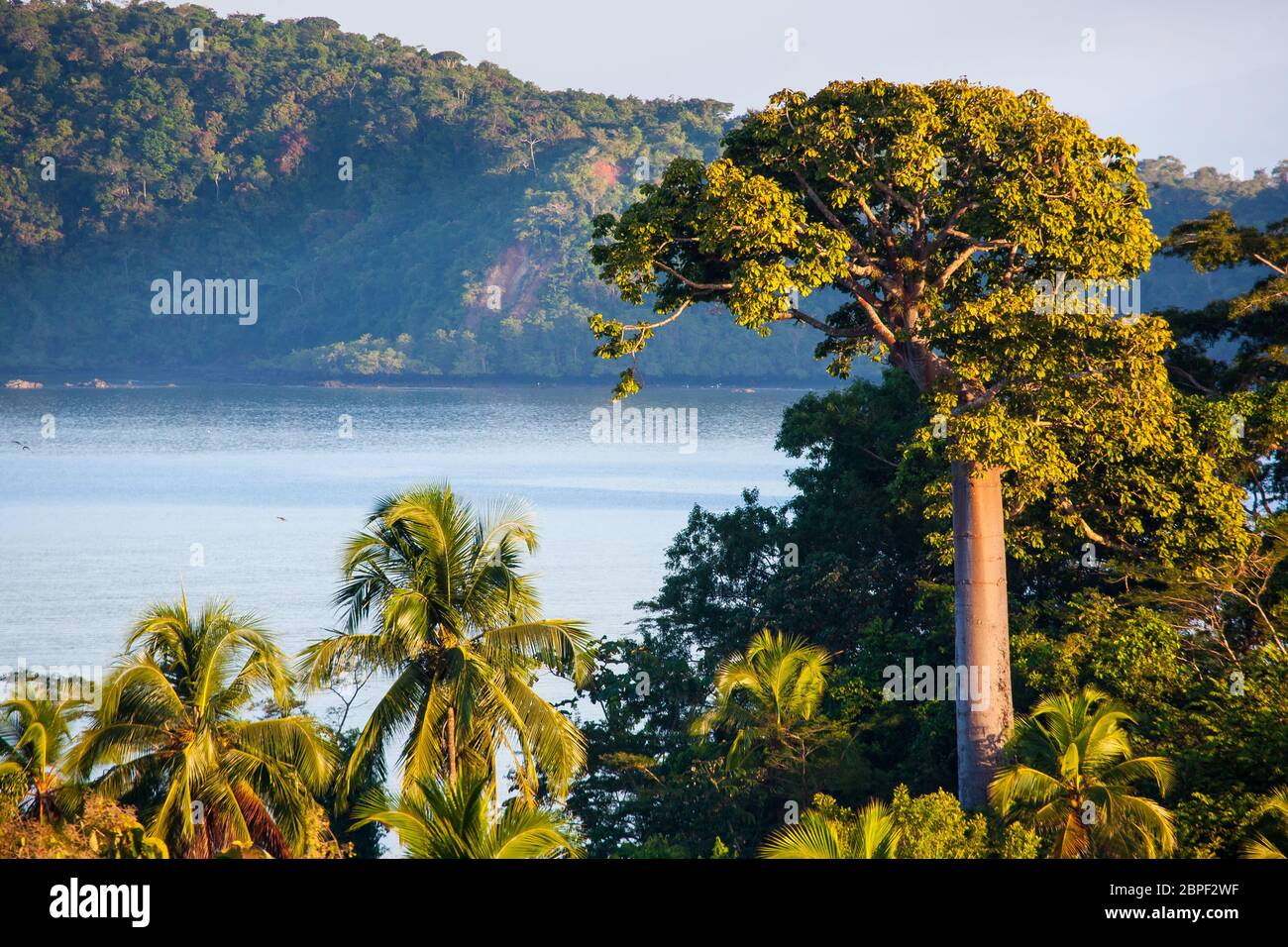 Panama landscape with lush coastal rainforest at Punta Patino nature reserve, Pacific coast, Darien province, Republic of Panama, Central America. Stock Photo