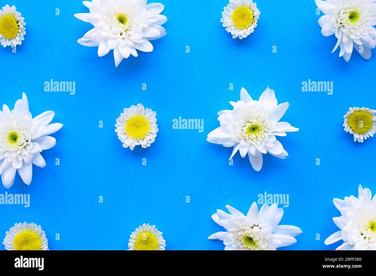Composition of white yellow flowers. Chrysanthemums on blue paper