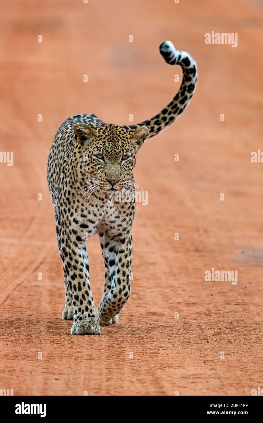 Leopard Panthera Pardus Trottet Die Sandpiste Entlang Tsavo West Nationalpark Kenia Ostafrika Stock Photo Alamy