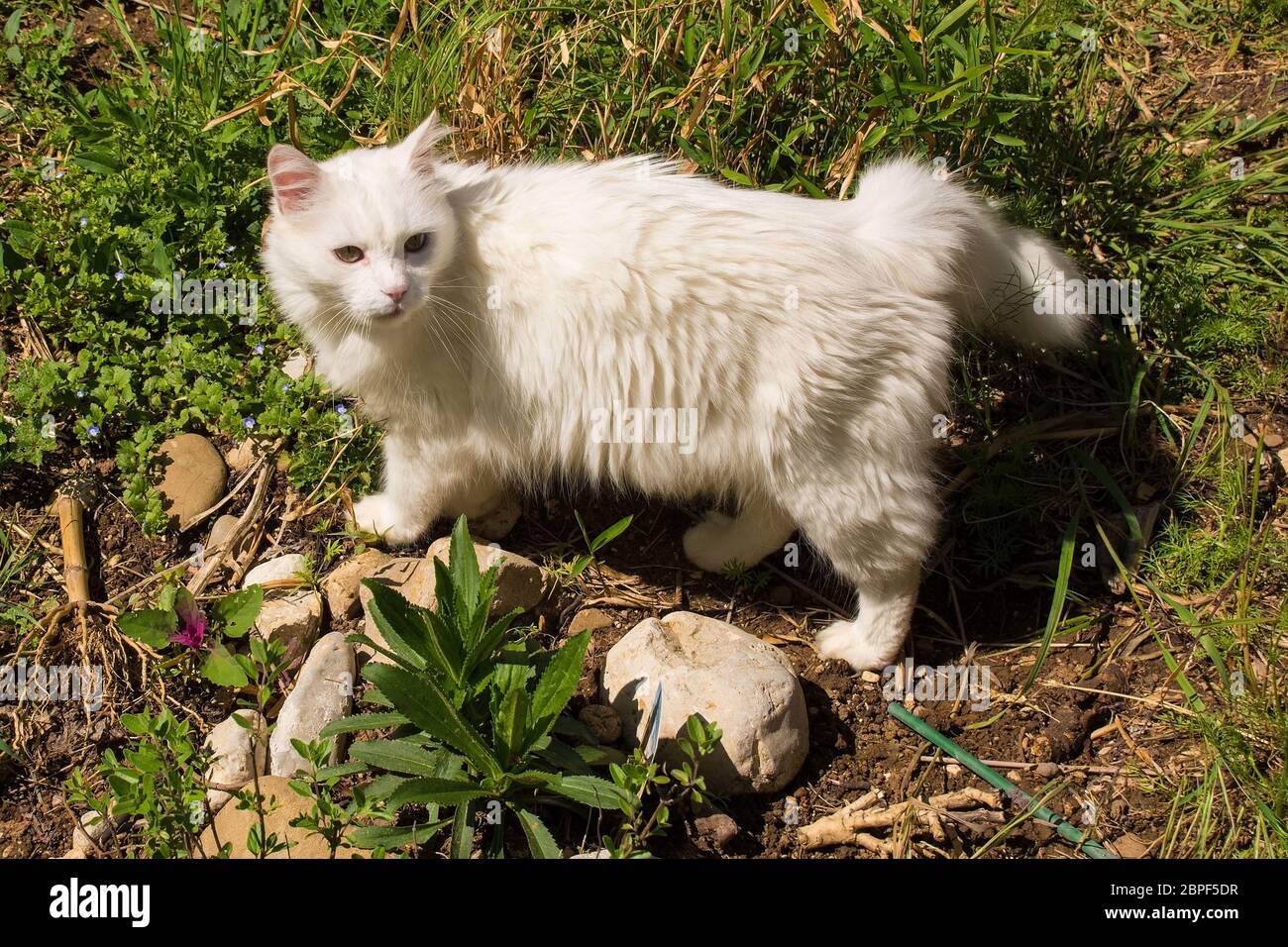 Cat is 10 years on sale old