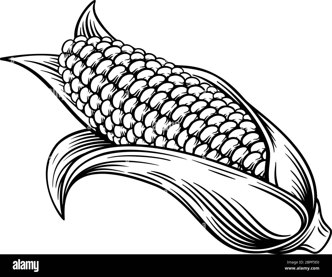 Sweet Corn Ear Maize Woodcut Etching Illustration Stock Vector Image